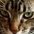 Darin Downs's profile image