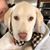 Lisa Wetch Williams's profile image