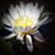 Michelle Stevens-Savoie's profile image