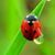 Ladybug Anderson's profile image