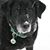 Patrick Schiek's profile image