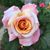 Debbie Wilkerson Hudson's profile image