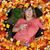Jean Jay-Mondello's profile image