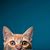 Richard Galloza's profile image