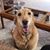 Peggy Amedio Maglio's profile image