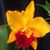 Rosemarie Sheffield Wallace's profile image