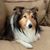 Dianne Abramson Rakoff Morris's profile image