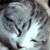 Koichi Sado's profile image