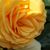 Judy Shepard's profile image