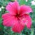 Lisa Marie's profile image