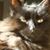 Tina Wahl Tamburrino's profile image