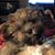 Sherri Rambusch's profile image