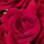 Nancy Hrdlicka-Divis's profile image