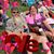 Darlene Hodgkiss's profile image