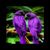 Shelly Macdonald's profile image