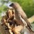 Mary Brown's profile image