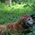 Suz Stillinger's profile image