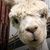 Pam Blais's profile image