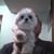 Dragan Adamovic's profile image