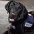 Jill Pontillo's profile image