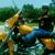 Alan Awal's profile image