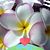 Sheri Benjamin's profile image