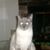 Christine Thomas's profile image