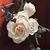 Libby Mauterer Shusterich's profile image