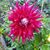 Bonnie Wible's profile image