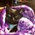 Sharon Ayers's profile image