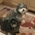 Leni Grabow's profile image