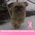 Nancy Pfahl Bauer's profile image