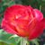 Carol Whitzel's profile image