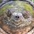 Dean Pipito's profile image