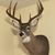 Tracy Joe Gibbs's profile image