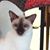 Carol Eliasson's profile image