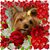 Mae Hazelwood's profile image