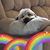 Diane M. Schmidt's profile image