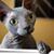 Michael Divic's profile image