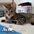 Cathy Ashmead's profile image