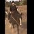 Linzi Corbett's profile image