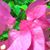 Bhante Sumana Athale's profile image