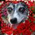 Lisa Williams Randall's profile image