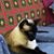 Susan Wessinger's profile image