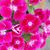 Crisanne Triplett's profile image