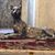 Lori Schmitigal Tomkinson's profile image