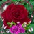 Irene Correa's profile image