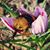 Debi Priest McMindes's profile image