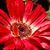 Sheryl Sartin-Platzer's profile image