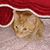 Karen Rowlands's profile image